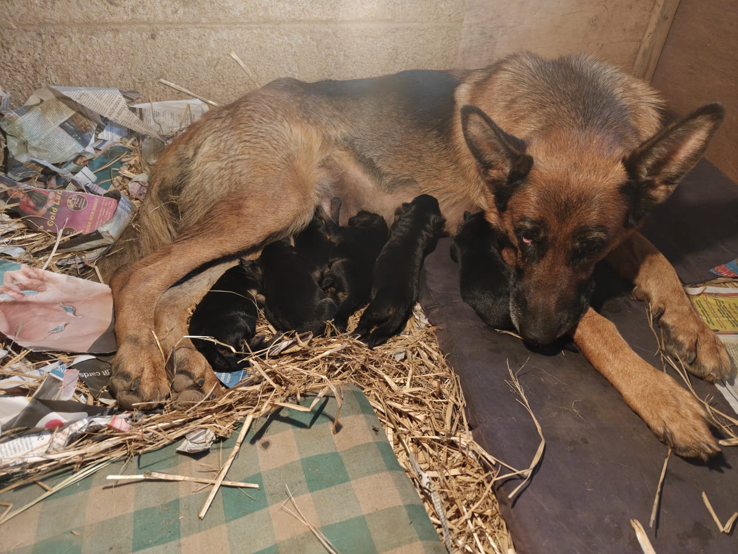 Mother dog with her puppies